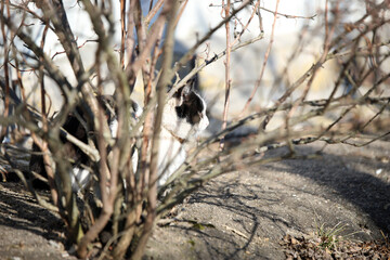 cat on a branch