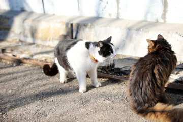two cats sitting on the street