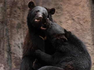 ケンカするクマ