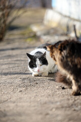 two cats sitting on the street