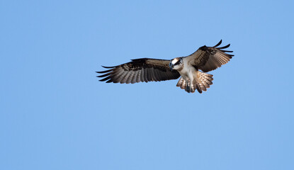 Fototapeta premium 飛ぶミサゴ