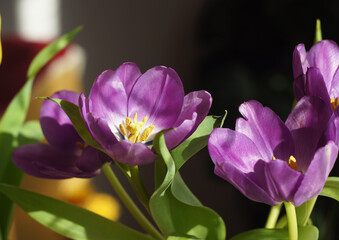 Bouquet of purple tulips  on a dark background 