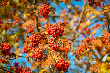 Red rowan berries on a tree with yellow leaves. Bunches of red medicinal berries