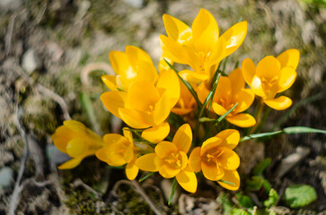 Spring primroses. Blooming crocuses in a green meadow. Crocuses as a symbol of spring.