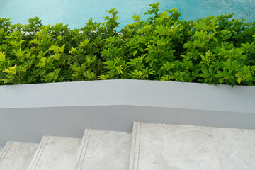 Miniature Umbrella Plant, plain green leafed and dwarf sized trees just named schefflera near the stair in garden stores with light blue water that  aeration  in swimming pool background.