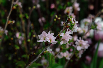 Blooming apple tree on a blurred natural background. Selective focus.