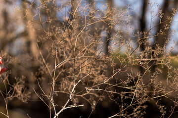 thin branches of a small bush