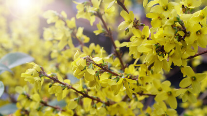 Natural background of yellow spring flowers. Bush of yellow blooming forsythia with flowers.