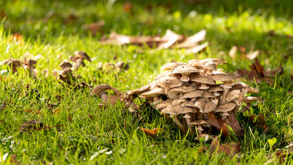 champignon vert feuilles  nature  automnal 