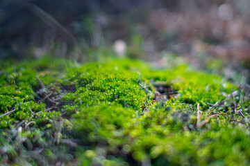 dense green forest moss