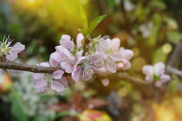 Blooming apple tree on a blurred natural background. Selective focus.
