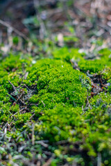dense green forest moss