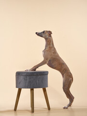 greyhound dog put her paws on the couch. handsome whippet in a photo studio