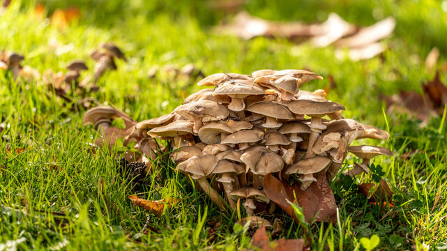 champignon foret nature automnal vert 