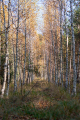 forest summer trail with trees
