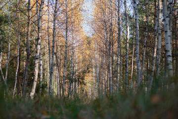 forest summer trail with trees