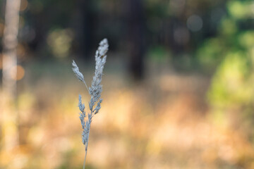 Fototapeta premium lonely spikelet in the summer in the sun