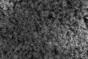 black and white beautiful green dense forest moss