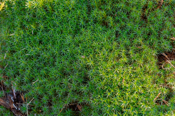 dense green forest moss
