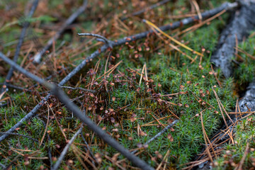 green moss in the forest with spruce needles