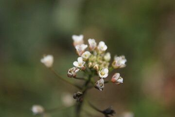 
Shepherd's pocket up close