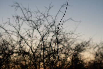 branches of a piece of thorns at sunset