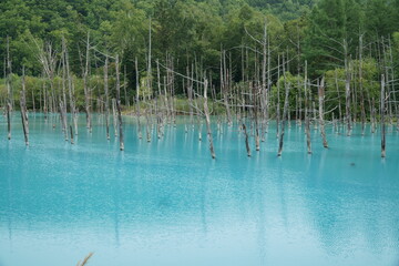 Japan Blue Pond In Sapporo 