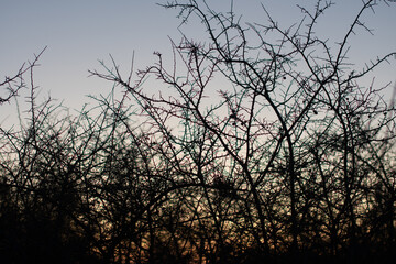 branches of a piece of thorns at sunset