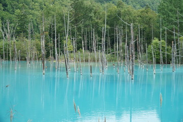 Japan Blue Pond In Sapporo 