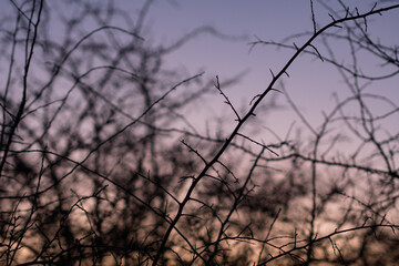Fototapeta na wymiar branches of a piece of thorns at sunset