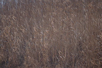 reeds on the river bank in autumn