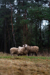 Obraz premium Romanov sheep graze on the lawn