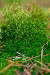 dense green forest moss