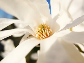 white magnolia flower close-up on a sunny spring day