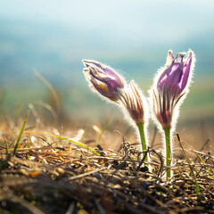 close-up of a purple pasque flower imaged during spring
