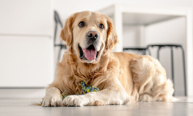 Golden retriever dog at home