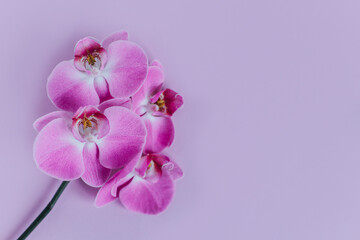 Beautiful violet orchid flowers on pastel purple background.