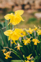 Fototapeta premium Beautiful flowers of yellow daffofil (narcissus) in a garden.