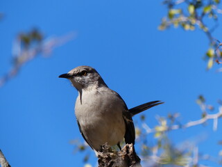 Mockingbird 