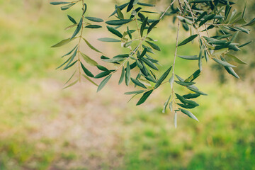 Fototapeta premium Fresh branches of olive tree in a spring garden.