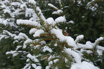 Cover of snow on branches of common yew with immature male cones in January