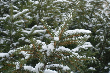 Dozens of immature male cones on branches of common yew in January
