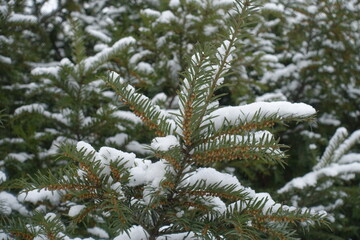 Small male cones on branch of common yew covered with snow in January