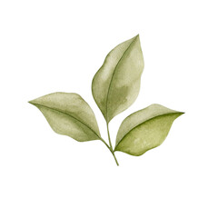 Watercolor illustration of a green leaf on a white background 