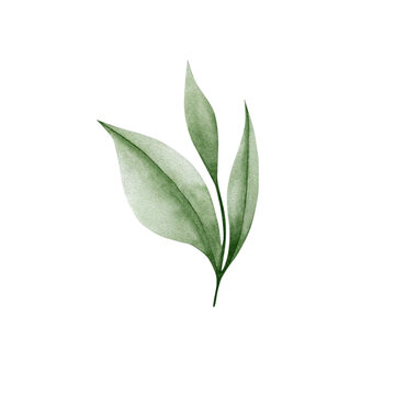 Watercolor illustration of a green leaf on a white background © KiraKonoshenko