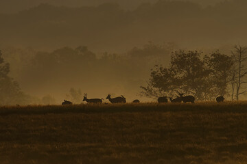 Herds of gazelles in the meadow at dusk.