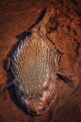 fish in the aquarium