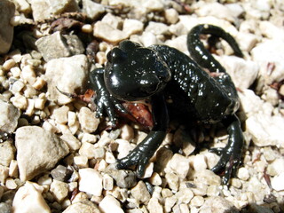 Alpensalamander