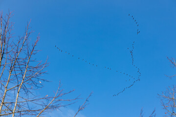 Zugvögel gegen blauen Himmel