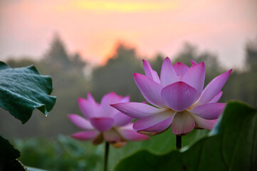 Blossoming lotus flowers in sunset